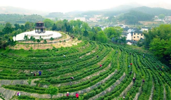 武汉品茶网_武汉品茶网最新帖子_武汉品茶网最新消息